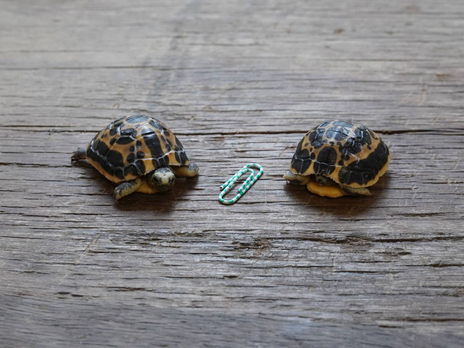 Zwei kleine Schildkröten mit Büroklammer als Maßstab.